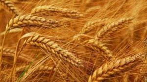 wheat export bans